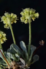 Eriogonum kingii