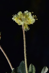 Eriogonum kingii