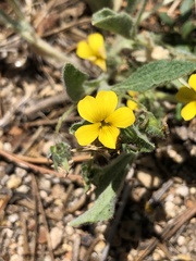 Viola tomentosa