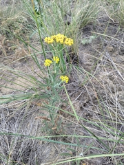 Achillea micrantha