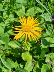 Pentanema orientale