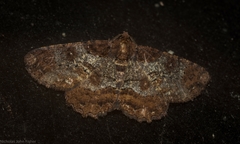 Paradromulia ambigua