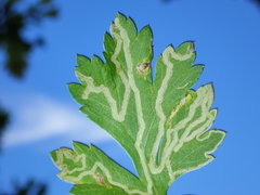 Liriomyza demeijerei