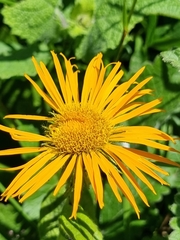 Pentanema orientale