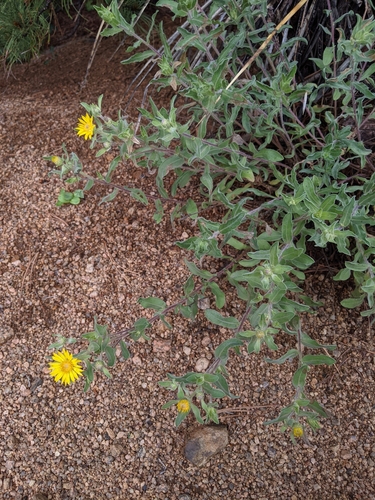 Image of Rockyscree False Goldenaster (Heterotheca resinolens) by (c) Rachel Stringham, some rights reserved (CC BY)