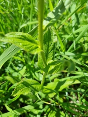 Pentanema orientale
