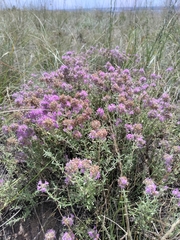 Thymus pallasianus