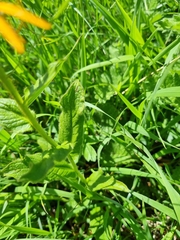 Pentanema orientale