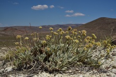 Eriogonum diatomaceum