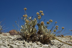 Eriogonum diatomaceum
