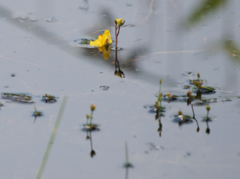 Utricularia australis