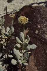 Eriogonum diatomaceum