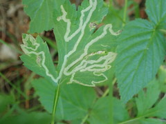 Liriomyza demeijerei