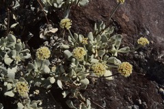 Eriogonum diatomaceum