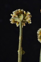 Eriogonum diatomaceum