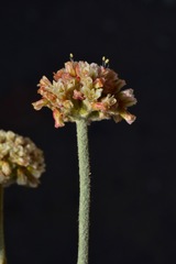 Eriogonum diatomaceum