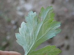 Liriomyza demeijerei