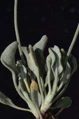 Eriogonum diatomaceum