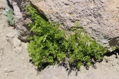 Cryptogramma acrostichoides