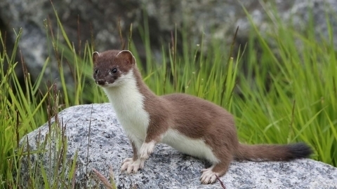 British Ermine