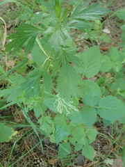 Liriomyza demeijerei