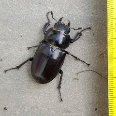 Lucanus cervus