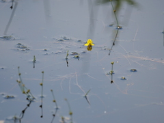 Utricularia australis