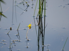 Utricularia australis