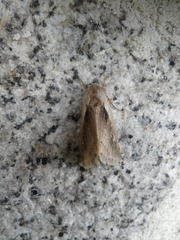 Ochropleura implecta