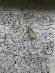Ochropleura implecta