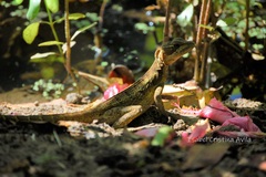 Basiliscus basiliscus