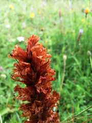 Orobanche elatior