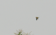 Amazona xantholora