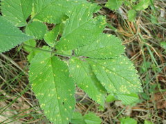 Puccinia aromatica