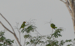Amazona xantholora