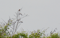 Piranga roseogularis