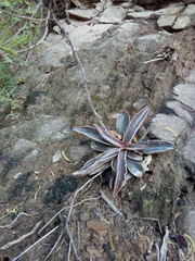 Thompsonella minutiflora