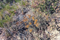 Helichrysum rutilans