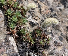 Petrophytum hendersonii