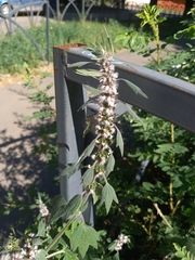 Leonurus quinquelobatus