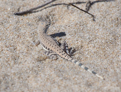 Callisaurus draconoides ventralis