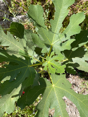 Ficus carica