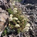 Petrophytum hendersonii - Photo (c) oreotrephes, algunos derechos reservados (CC BY-NC)