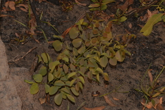 Erythrophleum chlorostachys