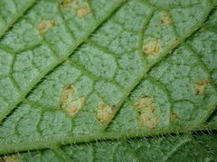 Puccinia aromatica
