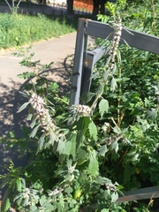 Leonurus quinquelobatus