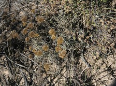 Helichrysum rutilans