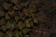 Erythrophleum chlorostachys