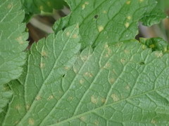 Puccinia aromatica