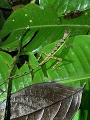 Anolis gracilipes